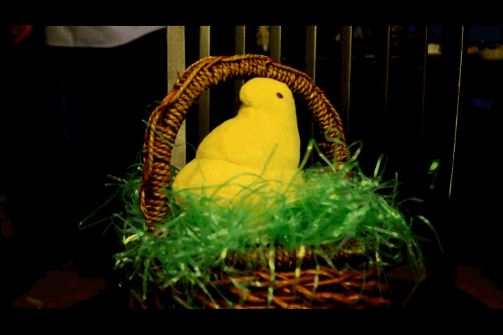 portfolio\Animatronic_Peep\imgs\peep_moving.gif